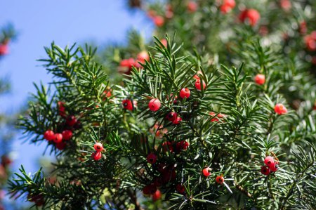 Taxus baccata gemeine europäische englische Eibe Baum Strauch Zweige mit grünen Blättern Nadeln und roten Beeren wie Zapfen mit Samen