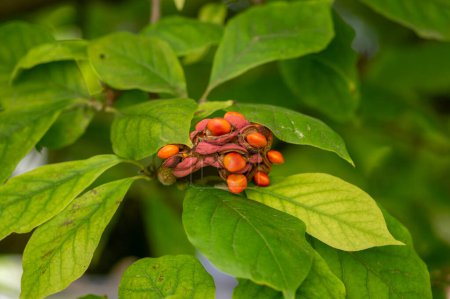 Magnolia soulangeana tree branches with green and yellow leaves and pink seed cones with bright orange seeds, autumnal nature