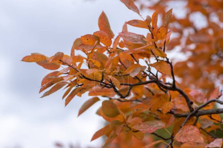 Amelanchier lamarckii shadbush colorful autumnal shrub branches full of beautiful red orange yellow fall leaves