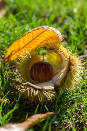 Castanea sativa ripening fruits in spiny cupules, edible hidden seed nuts on the ground, colorful autumnal leaves