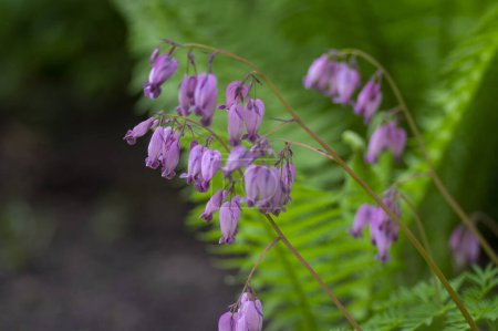 Photo for Dicentra eximia fringed bleeding heart beautiful springtime flowers in bloom, ornamental pink purple flowering plants on stem - Royalty Free Image