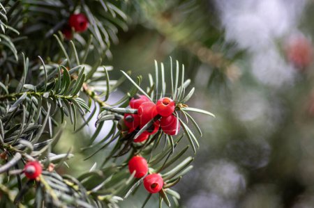 Taxus baccata common european english yews tree shrub branches with green leaves needles and red berry like cones with seeds