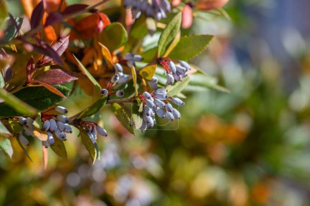 Berberis julianae wintergreen chinesse zarzamora perenne durante el otoño con hojas verdes y amarillas y frutos de bayas azules en las ramas