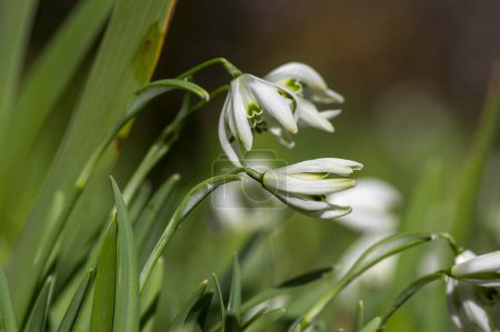 Galanthus nivalis blühende Pflanzen, leuchtend weißes gemeines Schneeglöckchen in voller Blüte bei Tageslicht auf der Frühlingswiese