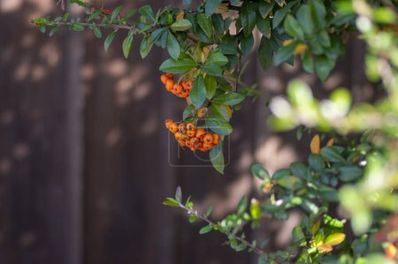 Téléchargez les photos : Pyracantha coccinea arbuste ornemental d'aubépine écarlate, groupe de fruits orange vif accroché à un arbuste automnal, feuillage vert - en image libre de droit
