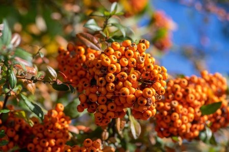 Téléchargez les photos : Pyracantha coccinea arbuste ornemental d'aubépine écarlate, groupe de fruits orange vif accroché à un arbuste automnal, feuillage vert - en image libre de droit