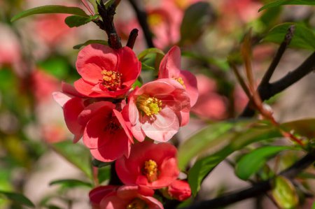Chaenomeles japonica Japanese maules Quitten blühender Strauch, schöne leuchtend rosafarbene Blüten in Blüte auf frühlingshaften Zweigen