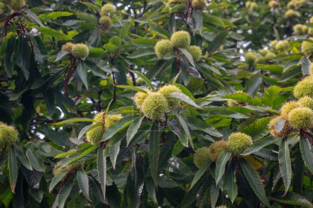 Castanea sativa ripening fruits in spiny cupules, edible hidden seed nuts hanging on tree branches, green leaves