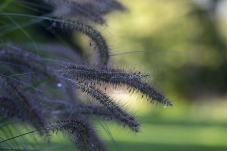 Pennisetum alopecuroides hameln foxtail fountain grass growing in the park, beautiful ornamental autumnal bunch of beautiful fountaingrass
