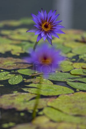 Nymphaea caerulea zanzibarensis water lily plant in bloom, beautiful flowering lotus flowers in decorative garden pond, green spotted leaves