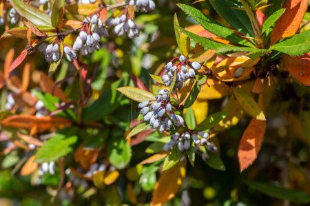 Photo for Berberis julianae wintergreen chinesse evergreen barberry during autumn with green and yellow leaves and blue berry fruits on branches - Royalty Free Image