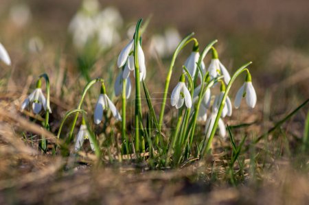 Galanthus nivalis flowering plants, bright white common snowdrop in bloom in sunlight daylight on the springtime meadow