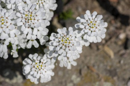 Iberis sempervirens evergreen candytuft perenial flowers in bloom, group of bright white springtime flowering rock plants