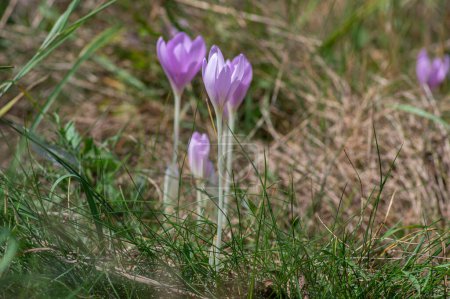 Colchicum otoñal grupo de cocodrilos de otoño de luz violeta flores púrpuras en flor, hermosa planta floreciente salvaje durante el otoño en el prado