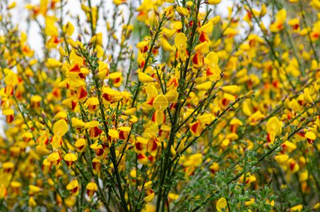 Cytisus scoparius lena ornamental flowers in bloom on branches, yellow red orange bright color flowering plants