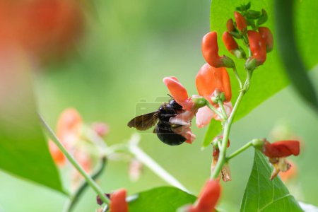 Carpenter bee dark black insect polinating bean flowers in bloom, orange white flowering plants with green leaves