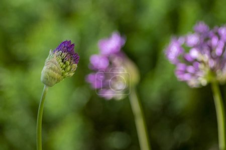 Allium hollandicum persian onion dutch garlic purple sensation rain flowering plant, ornamental flowers in bloom