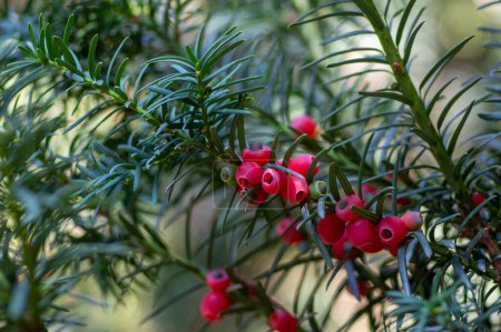 Taxus baccata common european english yews tree shrub branches with green leaves needles and red berry like cones with seeds