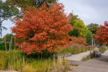 Amelanchier lamarckii shadbush colorful autumnal shrub branches full of beautiful red orange yellow fall leaves
