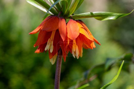 Fritillaria imperialis crown imperial flower in bloom, beautiful tall orange red flowering springtima bulbous beautiful garden plant