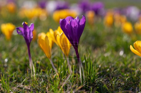 Field of flowering crocus vernus plants, group of bright colorful early spring flowers in bloom, green grass
