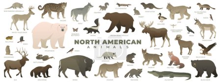 Nordamerikanische Tiere gehen unter. Darunter Bison, Eisbär, Grizzly, Jaguar, Alligator, Elch, Waschbär. Vektorillustration der Tierwelt. Wild Animal Collection isoliert auf weißem Hintergrund.