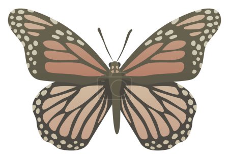 Ilustración vectorial a color de la gran mariposa monarca con hermosas alas. Insecto grande salvaje aislado sobre fondo blanco. Vida silvestre del mundo.