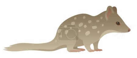 Color vector illustration of spotted Australian tiger quoll side view. Carnivorous wild animal isolated on white background. Wildlife of Australia.