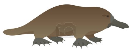 Color vector realistic illustration of platypus side view. Wild aquatic animal isolated on white background. Semiaquatic, endemic mammal. Wildlife of Australia.