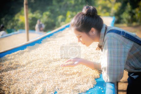 Foto de Producción de café, sol natural seco de proceso de miel, bombilla eliminada y dulce restante para seco, calidad premium de café en Chiangmai, Tailandia - Imagen libre de derechos