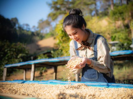 Foto de Producción de café, sol natural seco de proceso de miel, bombilla eliminada y dulce restante para seco, calidad premium de café en Chiangmai, Tailandia - Imagen libre de derechos