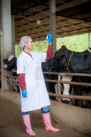 Photo for Woman Asian agronomist or animal doctor collecting milk samples at dairy farm - Royalty Free Image