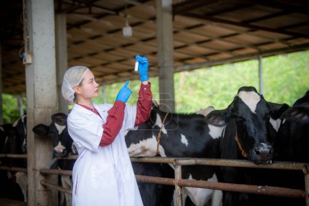 Photo for Woman Asian agronomist or animal doctor collecting milk samples at dairy farm - Royalty Free Image