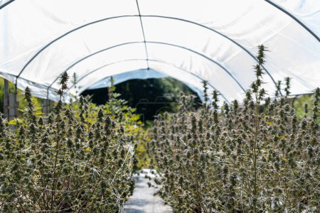 Un gros plan sur l'industrie agricole de la marijuana. Belle macro et m