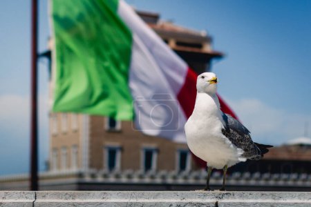 Téléchargez les photos : Mouette avec drapeau de l'Italie. Photo de haute qualité - en image libre de droit