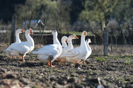White geese on a gray background, low viewing angle. Goose cottage industry breeding. High quality photo