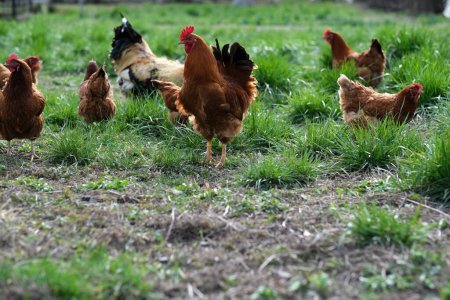 A flock chickens on the meadow. Hens on yard in eco farm. Free range poultry farming concept. space for text. High quality photo
