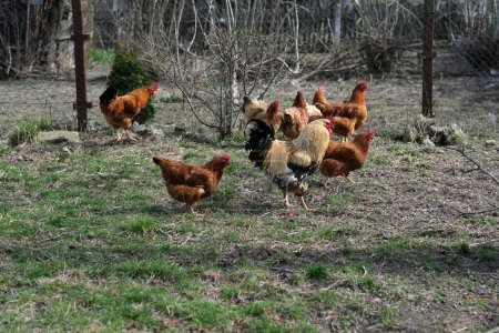 A flock chickens on the meadow. Hens on yard in eco farm. Free range poultry farming concept. space for text. High quality photo