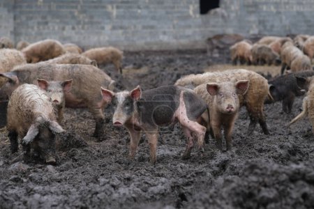 Kleine schmutzige Schweine, die in die Kamera schauen, in der Nähe des Futtertrogs. Bauernhof in einem Schweinestall im Freien. . Hochwertiges Foto