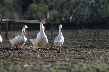 White geese on a gray background, low viewing angle. Goose cottage industry breeding. High quality photo