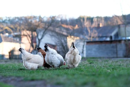 Eine Herde Hühner auf der Weide. Hühner auf dem Hof in einem Öko-Bauernhof. Freilandgeflügelzuchtkonzept. Raum für Text. Hochwertiges Foto