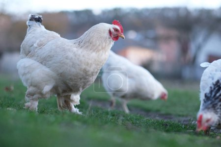 A flock chickens on the meadow. Hens on yard in eco farm. Free range poultry farming concept. High quality photo