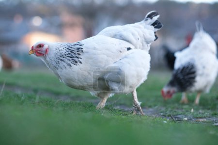 Eine Herde Hühner auf der Weide. Hühner auf dem Hof in einem Öko-Bauernhof. Freilandgeflügelzuchtkonzept. Hochwertiges Foto
