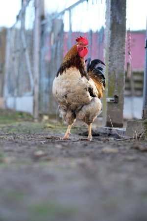 A close up rooster on yard in an eco-farm, low viewing angle. Sustainability in farming. High quality photo