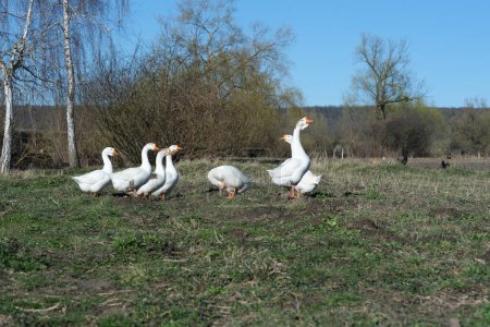 White geese on the lawn on the background of the blue sky. Goose cottage industry breeding. 