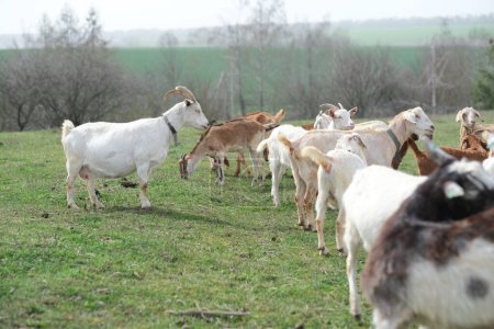 Goats grazing, frolicking pastures, low viewing angle. Agriculture business and cattle farming. High quality photo