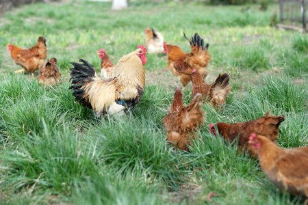 Una bandada de gallinas en el prado. Gallinas en el patio en eco granja. Concepto de cría de aves de corral. Foto de alta calidad