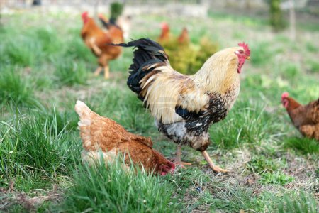 A close up of a flock of chickens on a meadow. Hens on yard in an eco-farm. Free range poultry farming concept. High quality photo