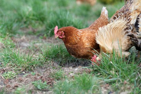 A close up of a two of chickens in natural foraging on a meadow. Hens on yard in an eco-farm. Free range poultry farming concept. High quality photo