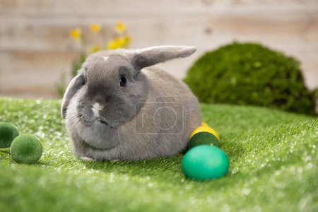 Photo for Easter bunny sitting near Easter eggs, green grass. Cute colorful bunny, green background, spring holiday, symbol of Easter, rabbits crawling on the green grass, - Royalty Free Image